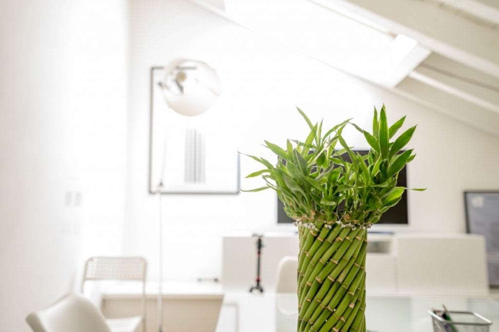Photograph of a bamboo plant in a brightly lit reception room.