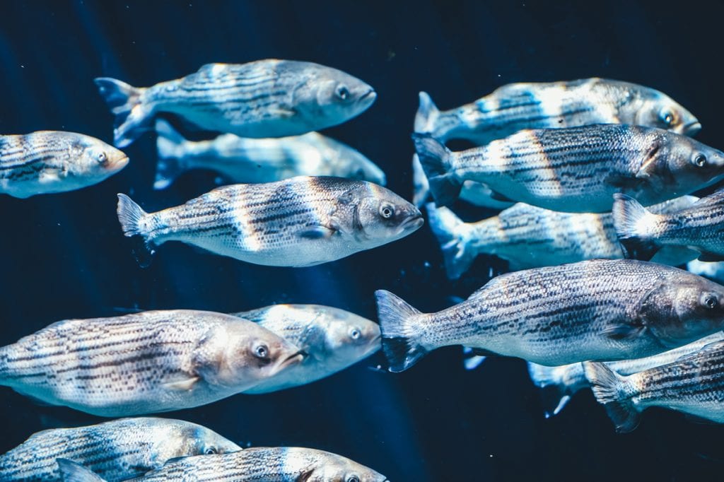Photograph of a school of fish.